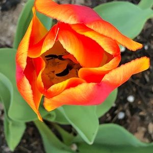 Meet your Posher, Teresa